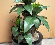 Large Artificial Dracaena Plant in Modern Black Pot Excellent Condition