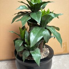 Large Artificial Dracaena Plant in Modern Black Pot Excellent Condition