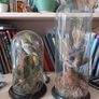 Taxidermied bird in glass dome Image 4