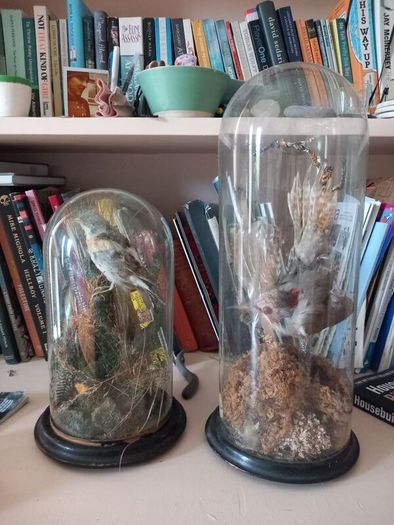 Taxidermied bird in glass dome