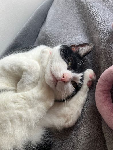 cat for adoption