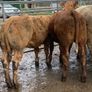 10 suckler bred heifers Image 3