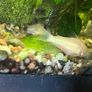 Fish tank, 80L Image 4