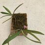 Stereochilus Image 2