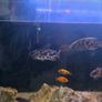 cichlids Image 3