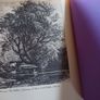 W.B.Yeats / A Poet to his Beloved/ The Early Love Poems/ 1985 Image 8