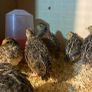 quail Image 10