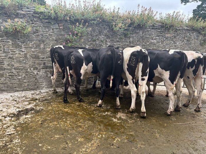Top class feeding cows