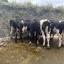 Top class feeding cows Image 9