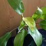 Philodendron Malaya Gold - Image 4