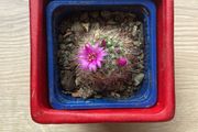 Mammilaria Cactus plant