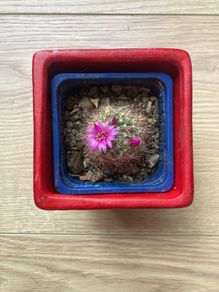 Mammilaria Cactus plant