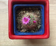 Mammilaria Cactus plant