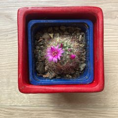 Mammilaria Cactus plant