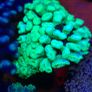 Candy Cane Marine Coral Image 4