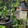 Luffa plants Image 2