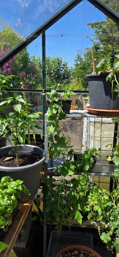 Luffa plants