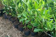 Laurel Hedging 3 feet tall.