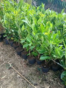 Laurel Hedging 3 feet tall.