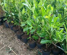 Laurel Hedging 3 feet tall.