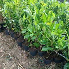 Laurel Hedging 3 feet tall.