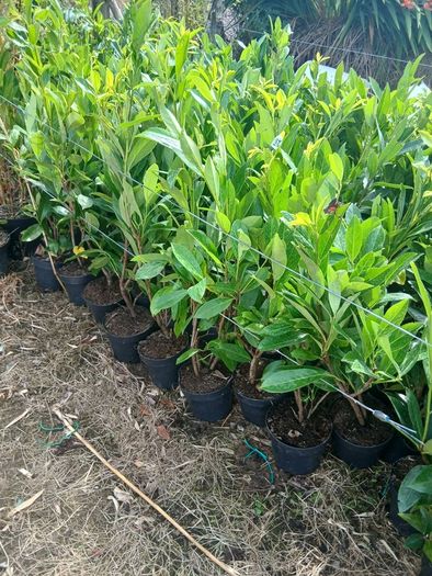 Laurel Hedging 3 feet tall.