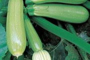 (M) Marrow Top Kapi F1 seeds (4s) (122349)