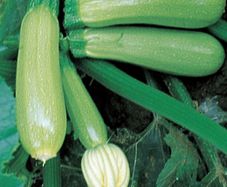 (M) Marrow Top Kapi F1 seeds (4s) (122349)