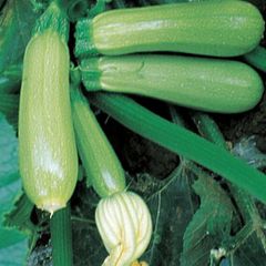(M) Marrow Top Kapi F1 seeds (4s) (122349)