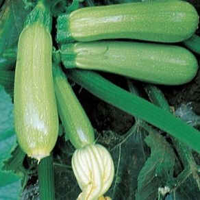 (M) Marrow Top Kapi F1 seeds (4s) (122349)