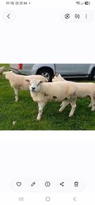 Texel hoggots