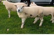 Texel hoggots