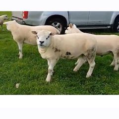 Texel hoggots