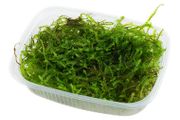 Taxiphyllum barbieri 'Bogor Moss'