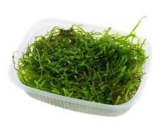 Taxiphyllum barbieri 'Bogor Moss'