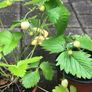 10 white strawberries plants Image 2
