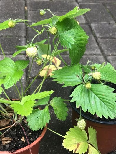 10 white strawberries plants