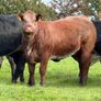 15 super breeding heifers for tullamore mart 26th Image 3