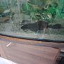 fish and pleco Image 5