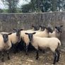 Speckled hoggets Image 3