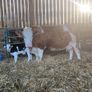 Purebred Simmental bull Image 10