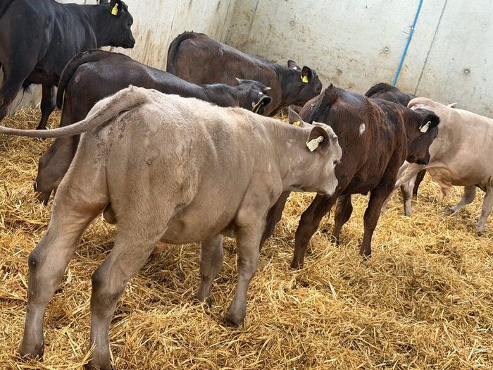 10 Charolais and Limousin Weanlings