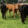 12 400kg 2025 born heifer off fresh tb test Image 2