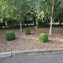 Lot  37  Garden Shrubs 500  (Box & Pittosporum) Image 5