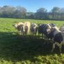 For sale pedigree in calf friesian heifers Image 5