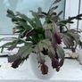 Christmas Cactus Image 2