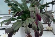 Christmas Cactus