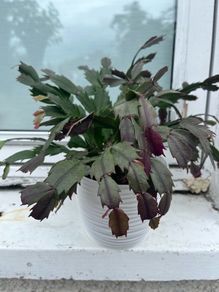 Christmas Cactus