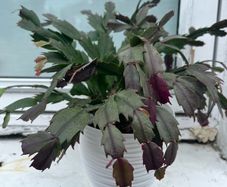 Christmas Cactus