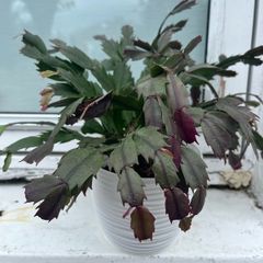 Christmas Cactus